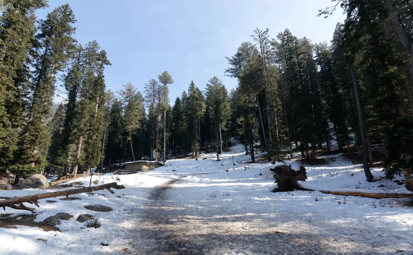A snowy forest trail in the Pahalgam valley