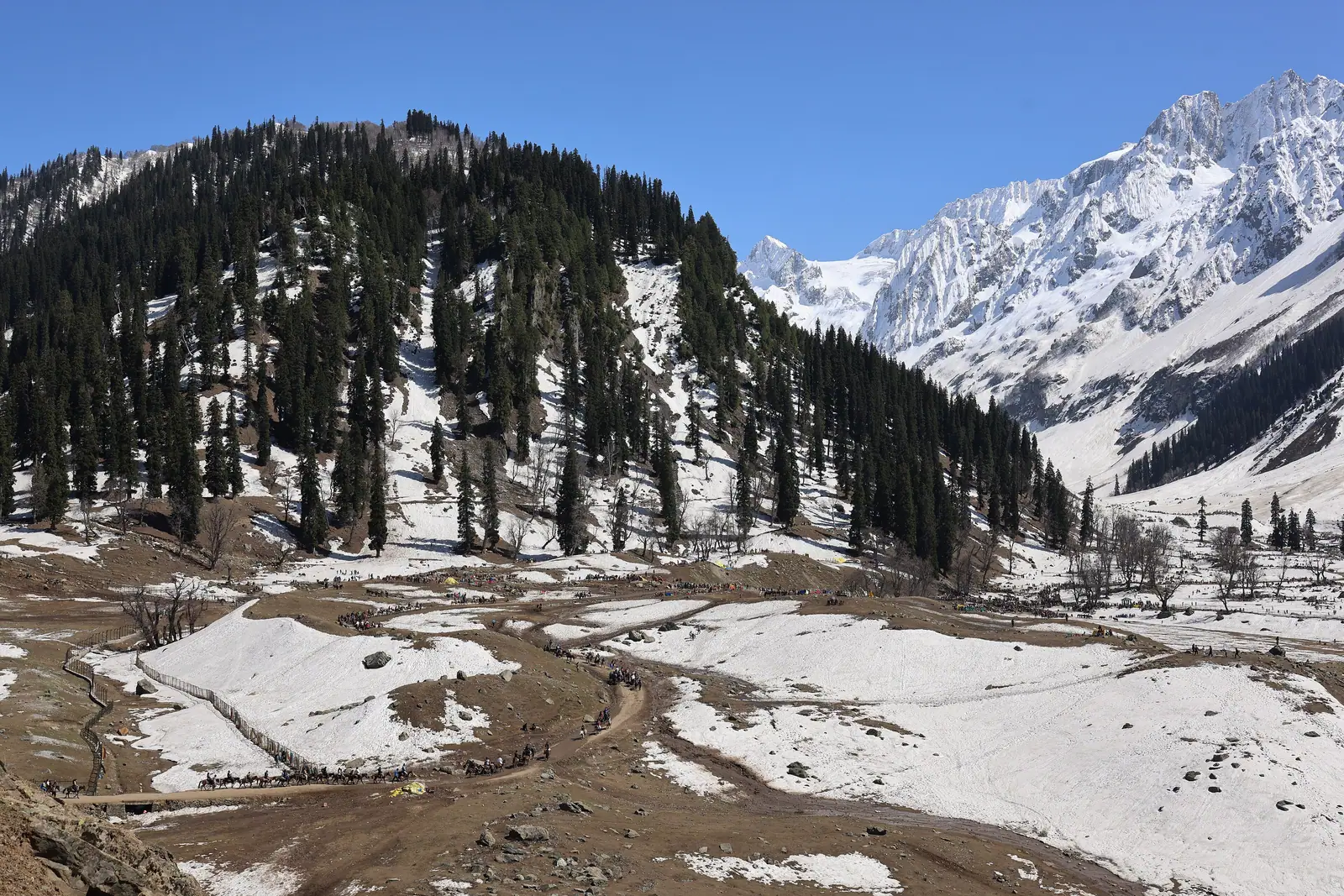Pine-covered slopes rising to snowy peaks in Sonamarg